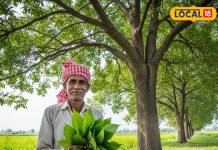 सिर्फ पेड़ नहीं संजीवनी बूटी है शीशम.. पत्ते, छाल और बीज सभी उपयोगी, ऐसे करें इस्तेमाल