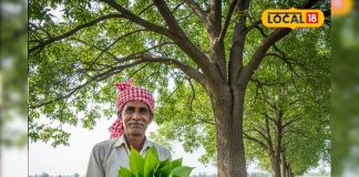 सिर्फ पेड़ नहीं संजीवनी बूटी है शीशम.. पत्ते, छाल और बीज सभी उपयोगी, ऐसे करें इस्तेमाल