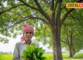 सिर्फ पेड़ नहीं संजीवनी बूटी है शीशम.. पत्ते, छाल और बीज सभी उपयोगी, ऐसे करें इस्तेमाल