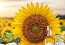 1, 2 या फिर 3 नहीं… सेहत का पूरा खजाना छुपाए बैठा है यह फूल! सेवन करने से होंगे ढेरों चौंकाने वाले लाभ