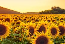 Sunflower ke fayde: सूरजमुखी के फायदे और इस्तेमाल का तरीका