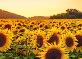 Sunflower ke fayde: सूरजमुखी के फायदे और इस्तेमाल का तरीका