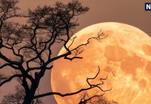 supermoon 2025 on margashirsha purnima Know everything about Last Supermoon of 2025 Cold Supermoon tonight | आज रात साल 2025 का अंतिम सुपरमून, चांद की चांदनी में कर लें 5 मिनट का यह काम, बदल जाएगी जिंदगी