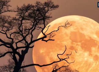 supermoon 2025 on margashirsha purnima Know everything about Last Supermoon of 2025 Cold Supermoon tonight | आज रात साल 2025 का अंतिम सुपरमून, चांद की चांदनी में कर लें 5 मिनट का यह काम, बदल जाएगी जिंदगी