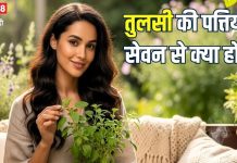 health Benefits of Tulsi leaves | रोज तुलसी का सेवन करना अमृत समान क्यों? हैरत में डाल देंगे इसके 5 बड़े फायदे, जानिए इस्तेमाल का सही तरीका