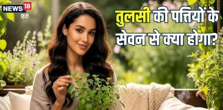 health Benefits of Tulsi leaves | रोज तुलसी का सेवन करना अमृत समान क्यों? हैरत में डाल देंगे इसके 5 बड़े फायदे, जानिए इस्तेमाल का सही तरीका