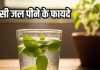 Tulsi ka pani peene ke fayde: सेहत के लिए अमृत समान तुलसी जल, जानिए फायदे