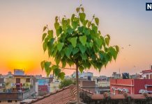 vastu Tips related to pipal Know how to remove pipal from home before new year 2026 | नया साल आने से पहले घर से हटा लें पीपल का पेड़, जानें वास्तु अनुसार विधि लेकिन बस इन 2 दिन रहें दूर