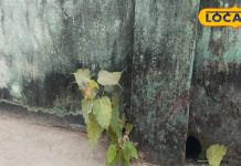 घर की छत या दीवार पर उगा पीपल देता है अशुभ संकेत, पितृदोष का माना जाता है संकेत, हटाने से पहले जान लें नियम!