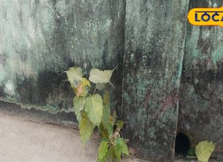 घर की छत या दीवार पर उगा पीपल देता है अशुभ संकेत, पितृदोष का माना जाता है संकेत, हटाने से पहले जान लें नियम!