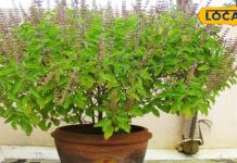 पूष माह में तुलसी पूजन का है विशेष महत्व, पत्तों पर ये लिखने से कटेगा संकट, देवघर के पुरोहित से जानें सब