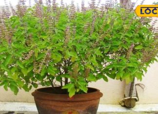 पूष माह में तुलसी पूजन का है विशेष महत्व, पत्तों पर ये लिखने से कटेगा संकट, देवघर के पुरोहित से जानें सब
