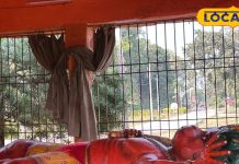 ये है जिले मधुबनी का प्रसिद्ध हनुमान मंदिर, जहां होती हर मनोकामना पूरी, हर शाम उमड़ती है भक्तों की भीड़