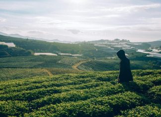 देश के किस शहर को कहा जाता है टी गार्डेन ऑफ इंडिया, यहां घूमने का कितना खर्च आएगा, जानिए कब वहां जाना चाहिए