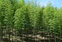 City of Bamboo : देश में किसे कहा जाता है बांसों का शहर, क्या यहां घूमना चाहेंगे आप, इतिहास से लेकर संस्कृति तक हर चीज है निराली!