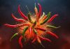 7 Most Hottest Chilies: ये हैं भारत की 7 सबसे तीखी मिर्च, खाना तो दूर, छूने से भी डरेंगे आप!