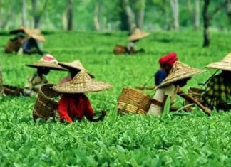 Chai Capital Of India: भारत की चाय राजधानी किस जगह को कहा जाता है