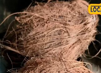 आप भी फेंक देते हैं नारियल का छिलका? पाइल्स से पीरियड्स दर्द तक, जानें कैसे है ये रामबाण – Madhya Pradesh News