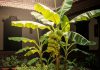 Banana Plant Vastu। केले का पौधा लगाने के नियम