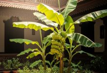 Banana Plant Vastu। केले का पौधा लगाने के नियम