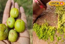 ठंडी में बनाएं आंवले की टेस्टी चटनी, स्वाद के साथ सेहत का भी रखती है ख्याल, आसान है रेसिपी