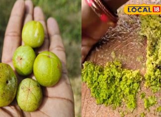 ठंडी में बनाएं आंवले की टेस्टी चटनी, स्वाद के साथ सेहत का भी रखती है ख्याल, आसान है रेसिपी