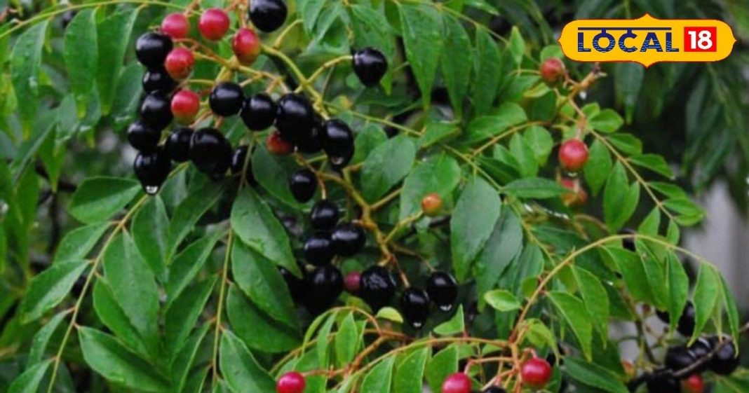 करी का पौधा आयुर्वेद की अनमोल देन, इसके पत्ते, फूल और बीज से दूर होते हैं कई रोग, जानिए फायदे – Uttar Pradesh News