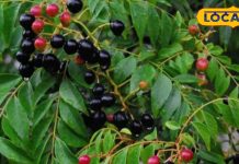 करी का पौधा आयुर्वेद की अनमोल देन, इसके पत्ते, फूल और बीज से दूर होते हैं कई रोग, जानिए फायदे – Uttar Pradesh News