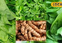 सर्दियों में सेहत का खजाना है ये देसी सब्जियां, इम्युनिटी बढ़ाकर रखती है शरीर को फिट, जोड़ें के दर्द में भी है कारगर