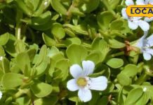 अस्थमा, कफ और डायबिटीज में रामबाण, मामूली सा दिखता है, लेकिन ब्राह्मी में छुपा है सेहत का राज! – Uttar Pradesh News