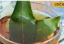 वजन घटाना हो या बल्ड शुगर को करना हो कंट्रोल, शरीर की A टू Z बीमारियों पर रामबाण है तेज पत्ते की चाय..यहां जानिए बनाने का तरीका – Uttarakhand News