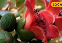 महिलाओं के लिए वरदान से कम नहीं हैं सेमल के फूल! पीरियड्स से लेकर कमजोरी तक में फायदेमंद – Uttar Pradesh News