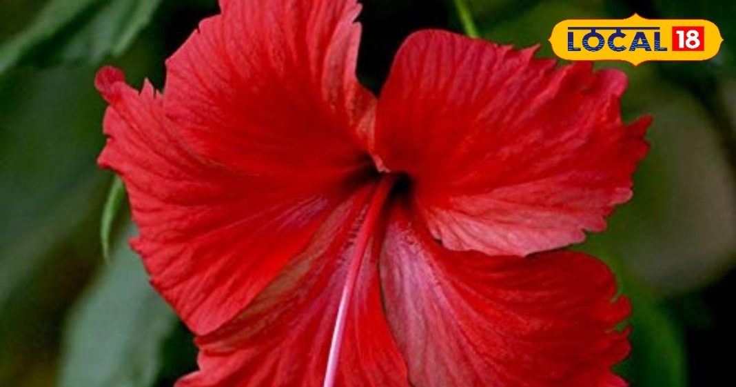 Gudhal Plant: एक फूल, अनेक फायदे! बालों से लेकर त्वचा तक, पूजा से लेकर आयुर्वेद तक, जानिए गुड़हल के फायदे – Uttarakhand News