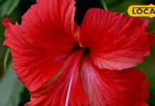 Gudhal Plant: एक फूल, अनेक फायदे! बालों से लेकर त्वचा तक, पूजा से लेकर आयुर्वेद तक, जानिए गुड़हल के फायदे – Uttarakhand News