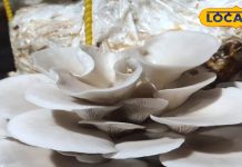 ठंड में सेहत का खजाना है ये सब्जी, स्वाद में भी लाजवाब, जानें नाम से लेकर खास रेसिपी