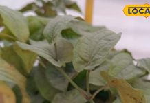 भूख न लगने और खांसी से हैं परेशान, तो यह घरेलू उपाय समस्या को जड़ करेंगा खत्म