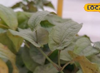 भूख न लगने और खांसी से हैं परेशान, तो यह घरेलू उपाय समस्या को जड़ करेंगा खत्म