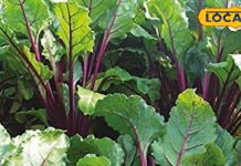 рдмреЗрдХрд╛рд░ рд╕рдордЭрдХрд░ рди рдлреЗрдВрдХреЗрдВ рдЗрд╕ рдкреЗрдбрд╝ рдХреЗ рдкрддреНрддреЗ, рдФрд╖рдзреАрдп рдЧреБрдгреЛрдВ рдХрд╛ рдЦрдЬрд╛рдирд╛!