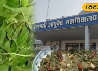 साग ऐसा जिससे बढ़ता हीमोग्लोबिन, लीवर के लिए वरदान! गांववालों की सेहत का यही राज – Madhya Pradesh News