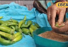 सर्दियों में चटपटा स्वाद चाहिए? घर पर इस तरह बनाएं हरी मिर्च का भरवा अचार, सालों तक नहीं होगा खराब – Uttar Pradesh News