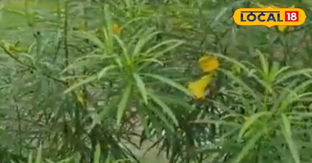 दिखने में जितना सुंदर, उतना ही बदनाम! फायदे जानकर हो जाएंगे हैरान, फूल-पत्ते हैं आयुर्वेद का छुपा खजाना – Madhya Pradesh News