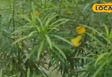 दिखने में जितना सुंदर, उतना ही बदनाम! फायदे जानकर हो जाएंगे हैरान, फूल-पत्ते हैं आयुर्वेद का छुपा खजाना – Madhya Pradesh News