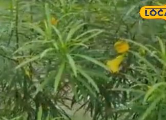 दिखने में जितना सुंदर, उतना ही बदनाम! फायदे जानकर हो जाएंगे हैरान, फूल-पत्ते हैं आयुर्वेद का छुपा खजाना – Madhya Pradesh News