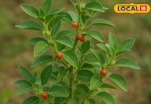 कमजोर शरीर में जान फूंक देगा ये पौधा, पहलवान जैसी आएगी ताकत; कई रोगों का भी है काल