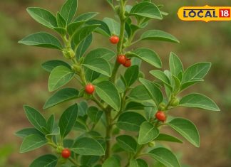 कमजोर शरीर में जान फूंक देगा ये पौधा, पहलवान जैसी आएगी ताकत; कई रोगों का भी है काल