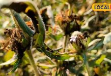 कमाल की है ये औषधि! डायबिटीज, पथरी समेत कई बीमारियों में कारगर, एक्सपर्ट से जानें फायदे