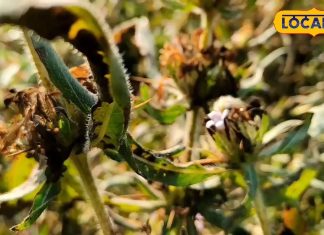 कमाल की है ये औषधि! डायबिटीज, पथरी समेत कई बीमारियों में कारगर, एक्सपर्ट से जानें फायदे