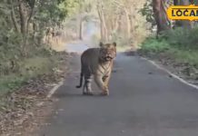 the gentle sunshine, the charm of S3, the ‘poster boy’ of Pilibhit Tiger Reserve, captivated visitors with a wonderful sighting – Uttar Pradesh News