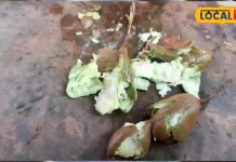 चखी है सिलबट्टे वाली कच्ची इमली की चटनी? बस्तर वालों की फेवरेट, देखें रेसिपी