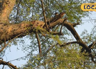 Kikar Plant : पायरिया से लेकर फोड़े फुंसी तक, बबूल का पेड़ रामबाण, सुरक्षा और समृद्धि का भी प्रतीक – Uttar Pradesh News